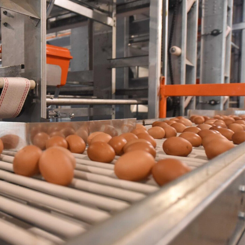 Egg Production Facility